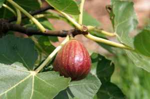 A fig on our tree